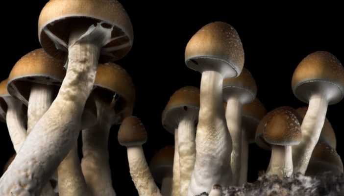 Are Shrooms And Other Psychedelics The Next