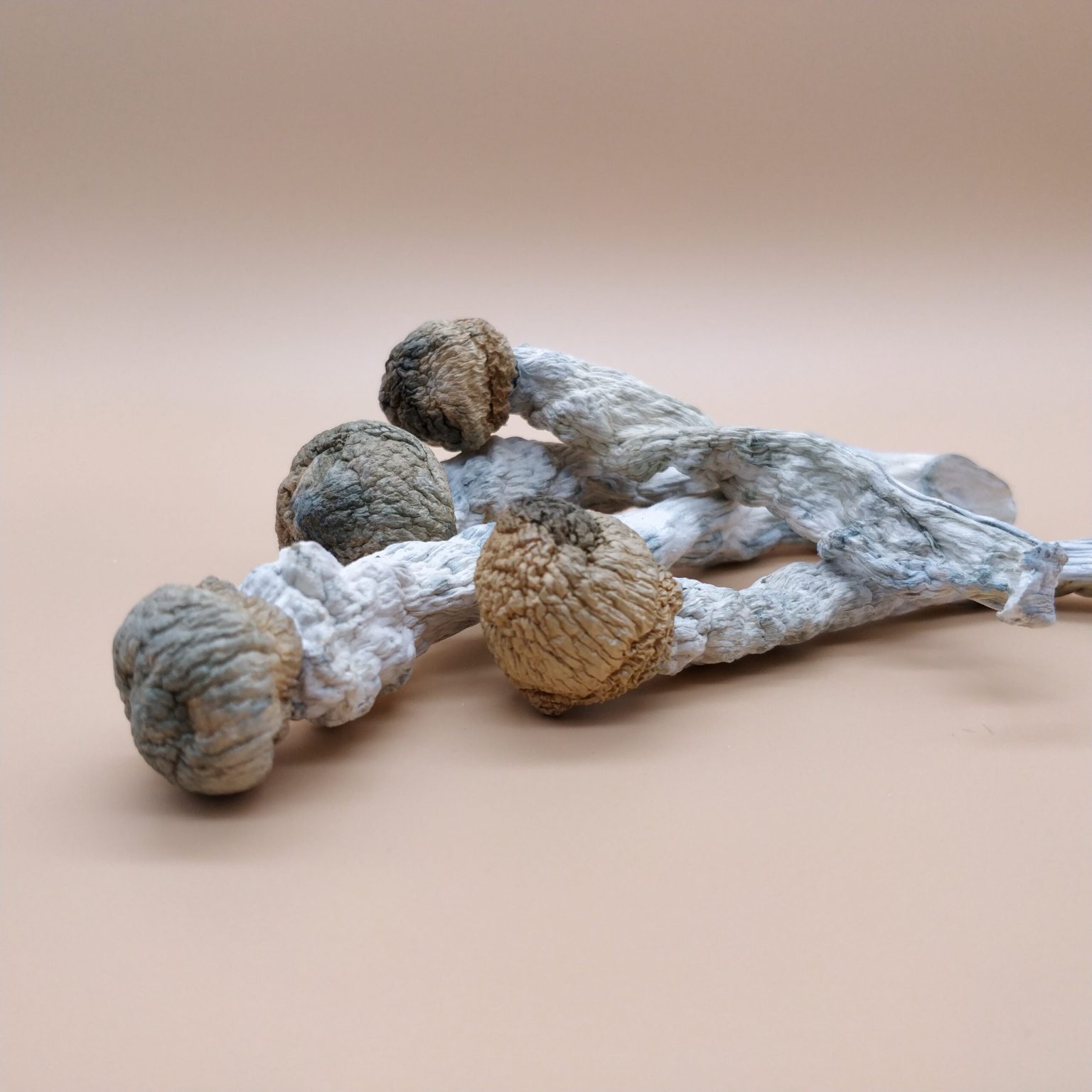 SHAFAA Penis Envy Dried Magic Mushrooms