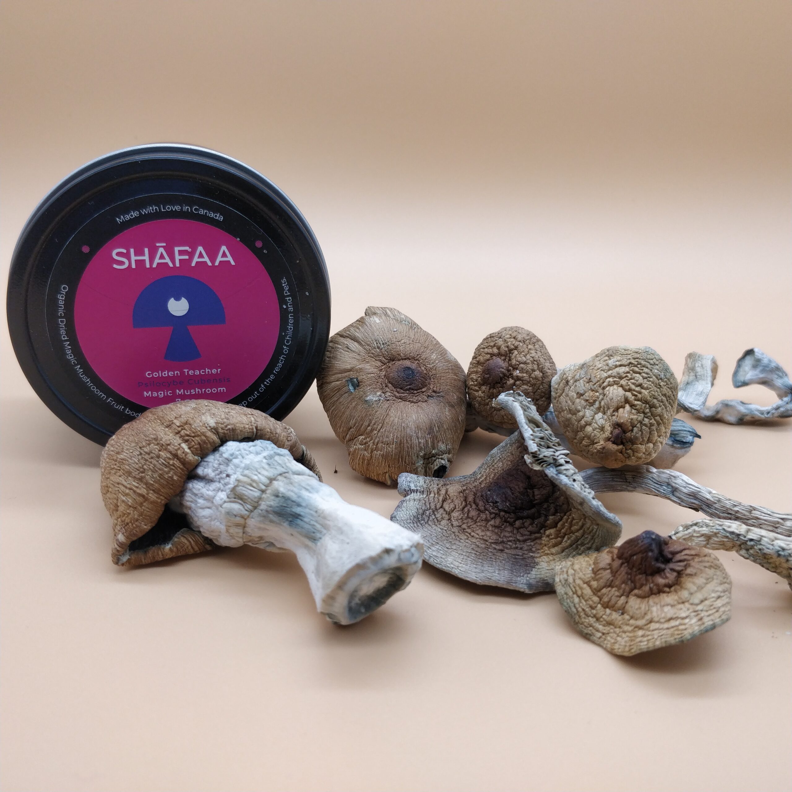Buy Golden Teacher Dried Magic Mushrooms | SHAFAA