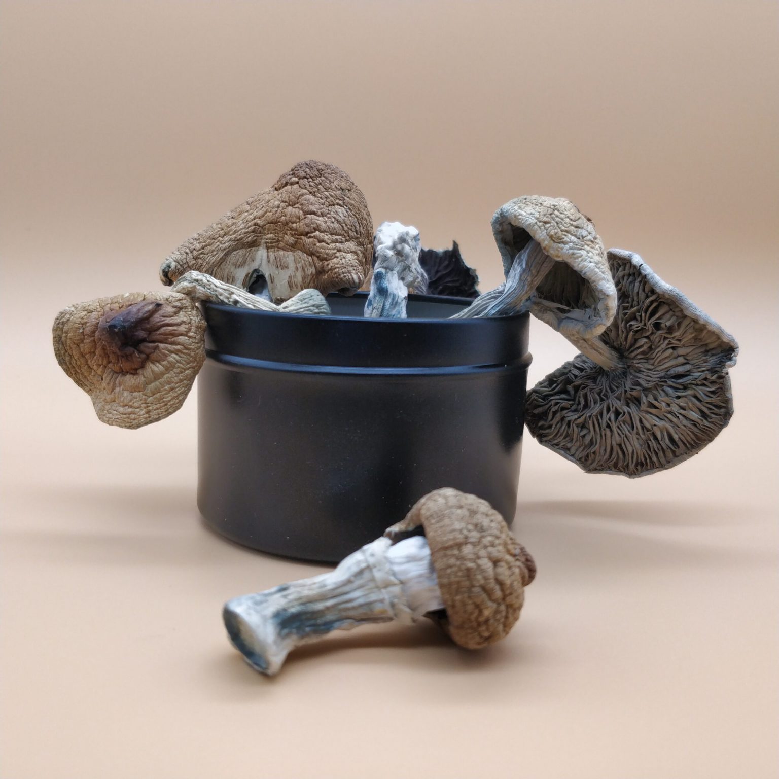 SHAFAA Golden Teacher Dried Magic Mushrooms