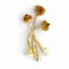 mckennaii mushrooms