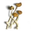 aztec god mushroom