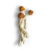 brazilian magic mushrooms for sale