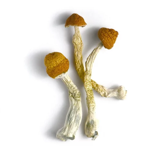 hanoi mushrooms