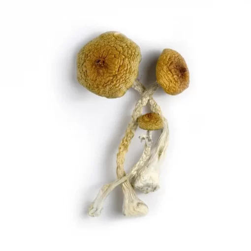 huautla mushrooms