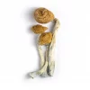 mazatapec mushrooms