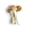 orissa india mushroom